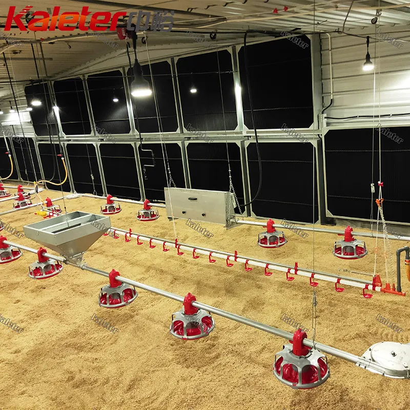 Hähnchen züchter Automatische Hähnchen-Feeder-Linie Automatische Broiler zucht Komplette Satup-Maschine für - Züchter Geflügel Ausrüstung - foodmachtech